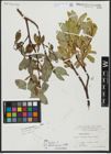Foto von Salix hastata L.